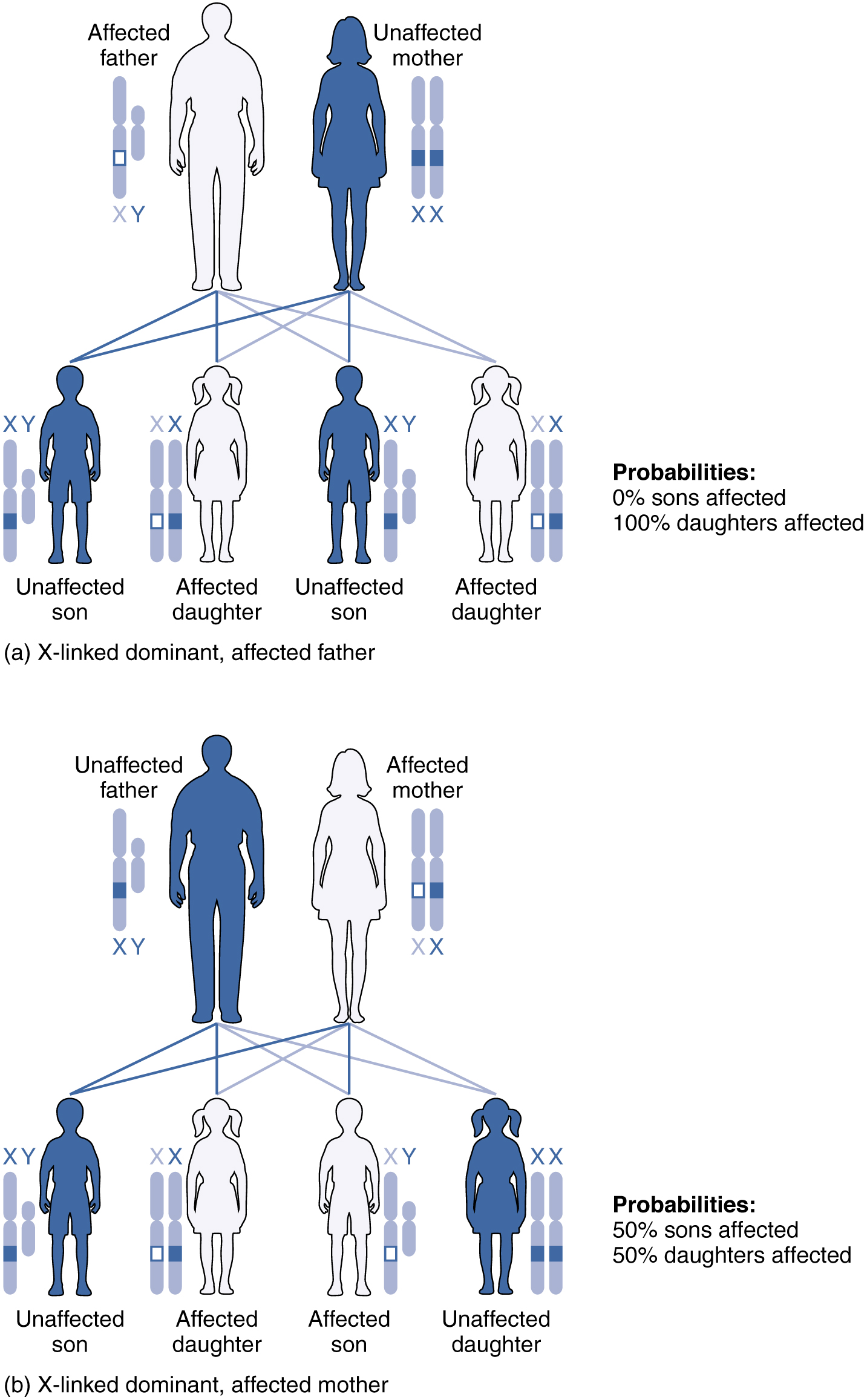 mental-retardation-x-linked-99-syndromic-female-restricted