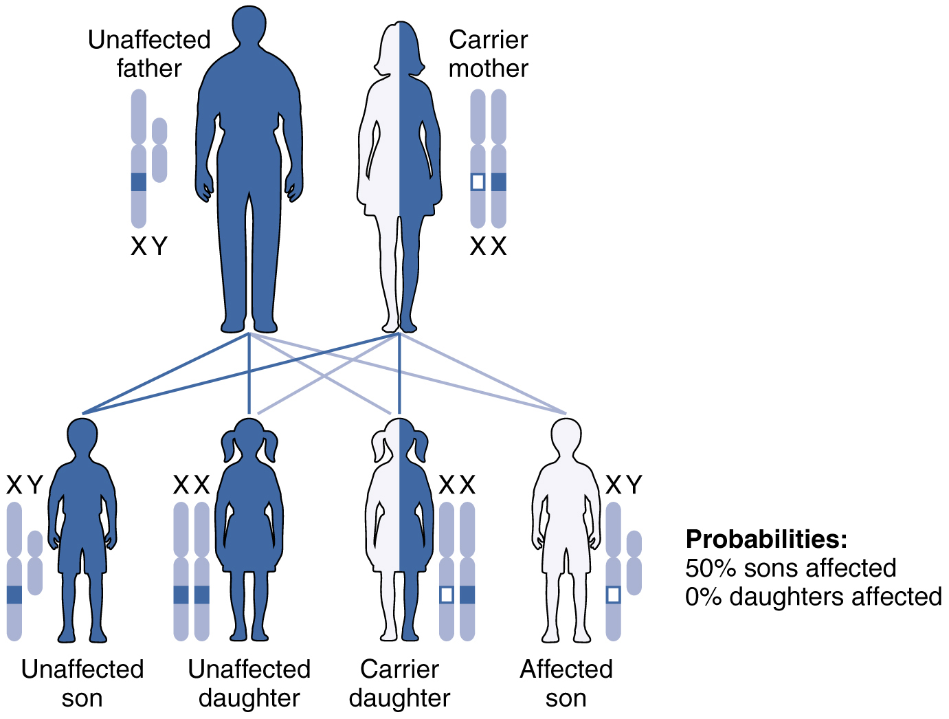 This figure shows the offspring from a carrier mother with the X-linked recessive inheritance.