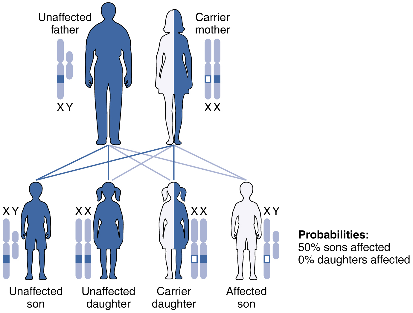 4. Inheritance Patterns of Hair Color - wide 5