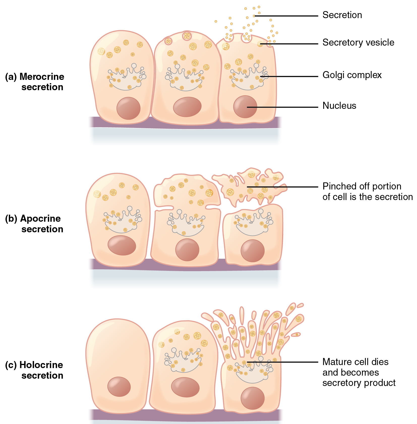 4.2 Epithelial Tissue Douglas College Human Anatomy and Physiology II