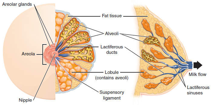 This figure shows the anatomy of the breast. The left panel shows the front view and the right panel shows the side view. The main parts are labeled.