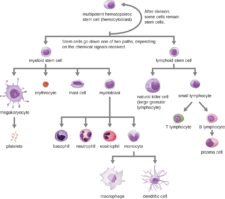 Unit 3: The Lymphatic System, Resistance & Immunity – Douglas College ...