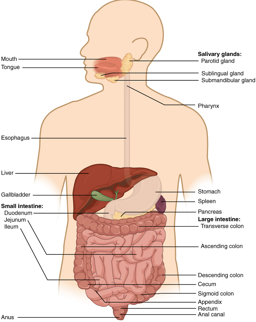 Unit 5: The Digestive System – Douglas College Human Anatomy