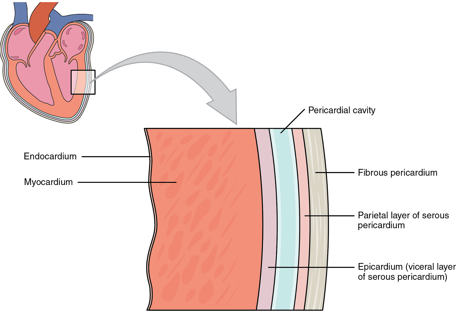 Unit 2: The Cardiovascular System – Douglas College Human Anatomy