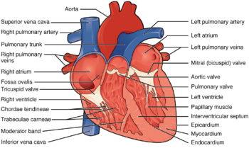 Unit 2: The Cardiovascular System – Douglas College Human Anatomy ...