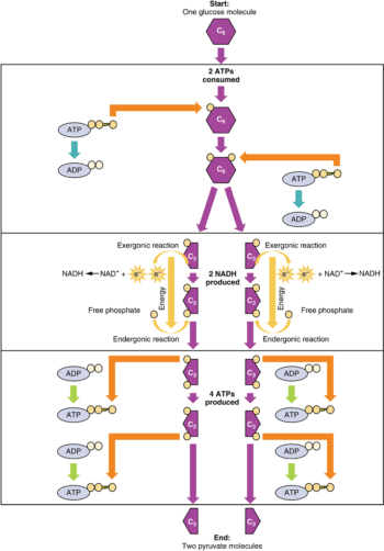 Unit 7: Cellular Respiration and Energy Metabolism – Douglas College ...