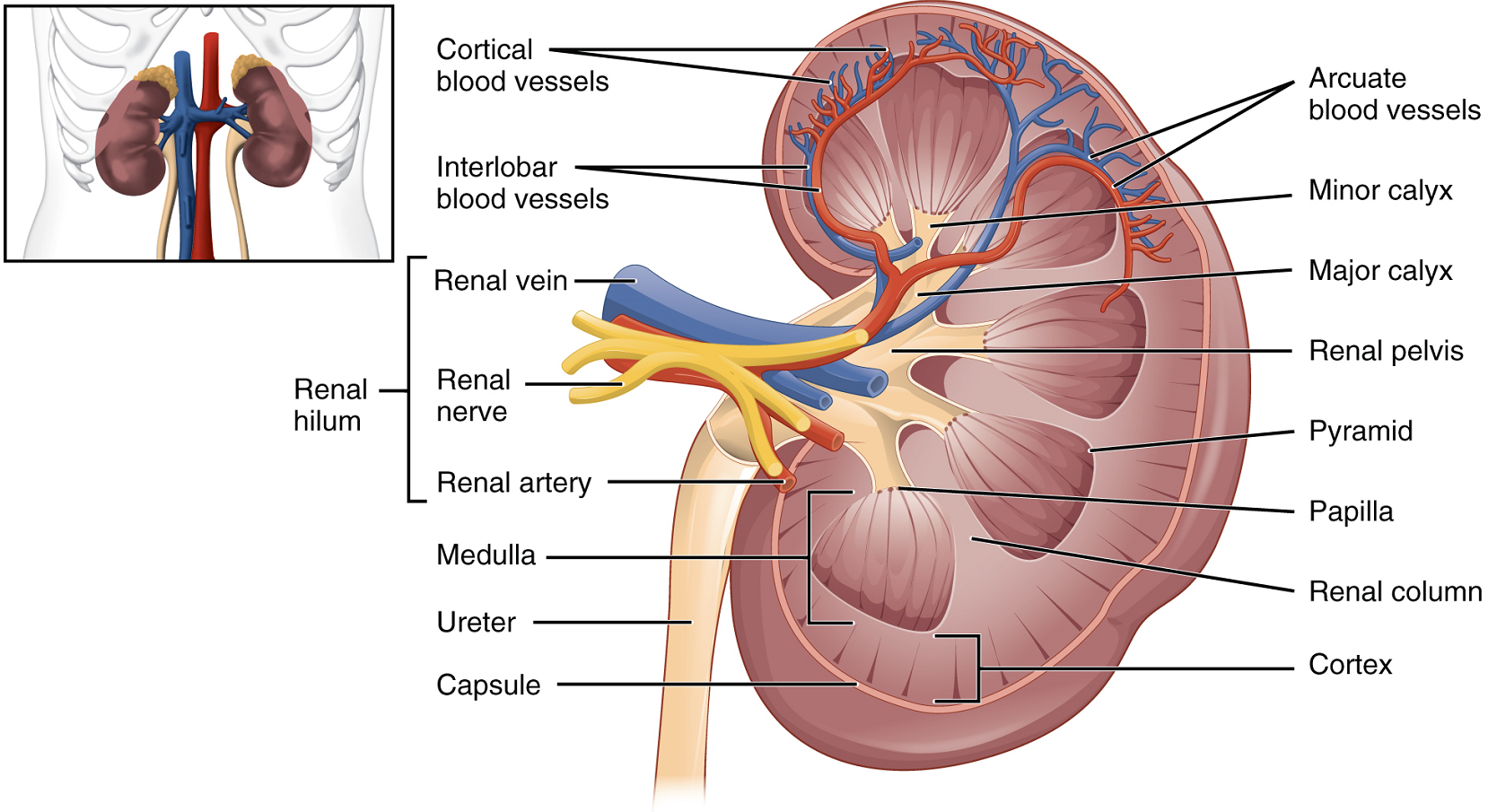 The Ureters and Bladder - Organization of the Urinary System - The Urinary  System - Medical Physiology, 3rd Edition