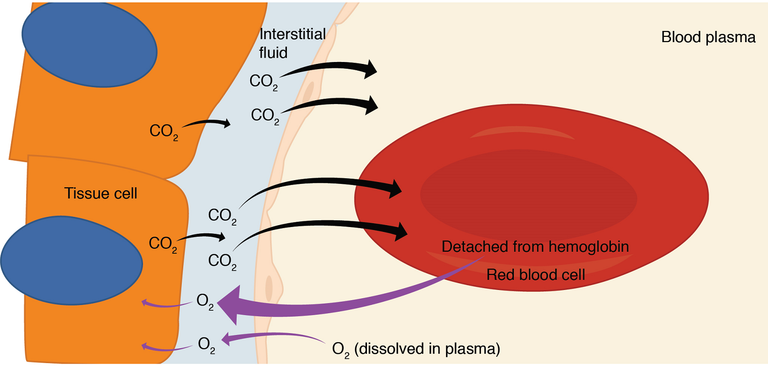 Unit 4 The Respiratory System Douglas College Human Anatomy & Physiology II (2nd ed.)