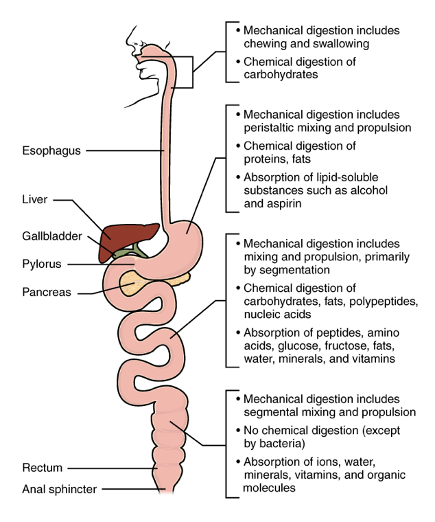 mechanical digestion