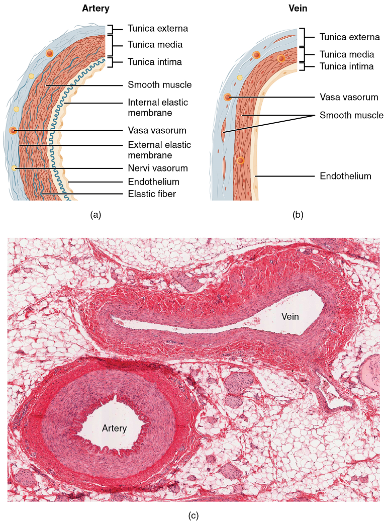 Unit 2 The Cardiovascular System Douglas College Human Anatomy