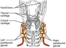 Unit 1: The Endocrine System – Douglas College Human Anatomy 