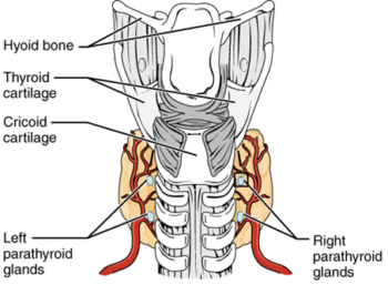 Unit 1: The Endocrine System – Douglas College Human Anatomy ...