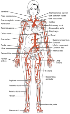 Unit 2: The Cardiovascular System – Douglas College Human Anatomy ...