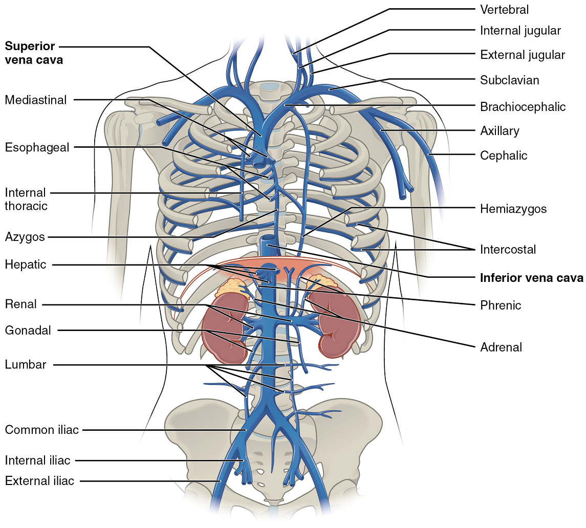 Unit 2: The Cardiovascular System – Douglas College Human Anatomy ...