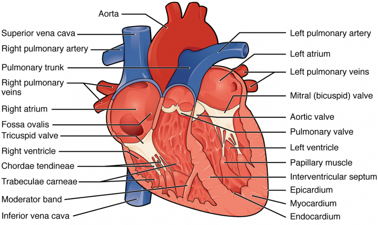 Unit 2: The Heart – Douglas College Human Anatomy & Physiology II (4th ed.)