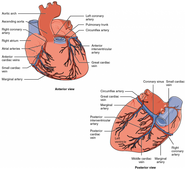 Unit 2: The Heart – Douglas College Human Anatomy & Physiology II (4th ed.)