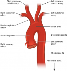 Unit 4: Blood Vessels and Circulation – Douglas College Human Anatomy ...