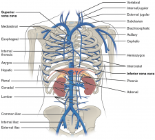 Unit 4: Blood Vessels And Circulation – Douglas College Human Anatomy 