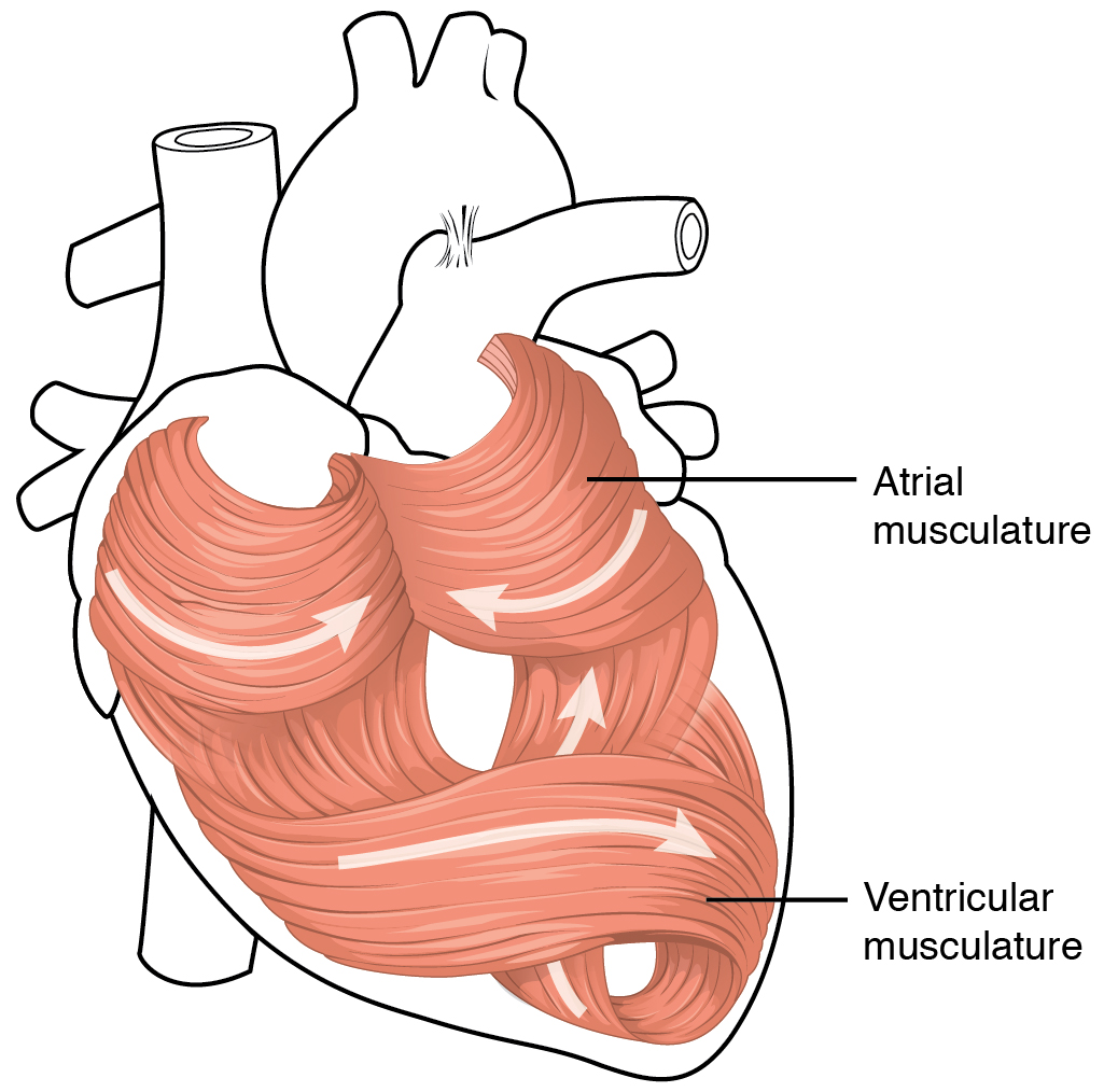 This diagram shows the muscles in the heart. Fibres are layered like a long continuous ribbon with lots of loops and turns. the predominant patter is a figure 8 shape around the left ventricle and coils for each of the atria