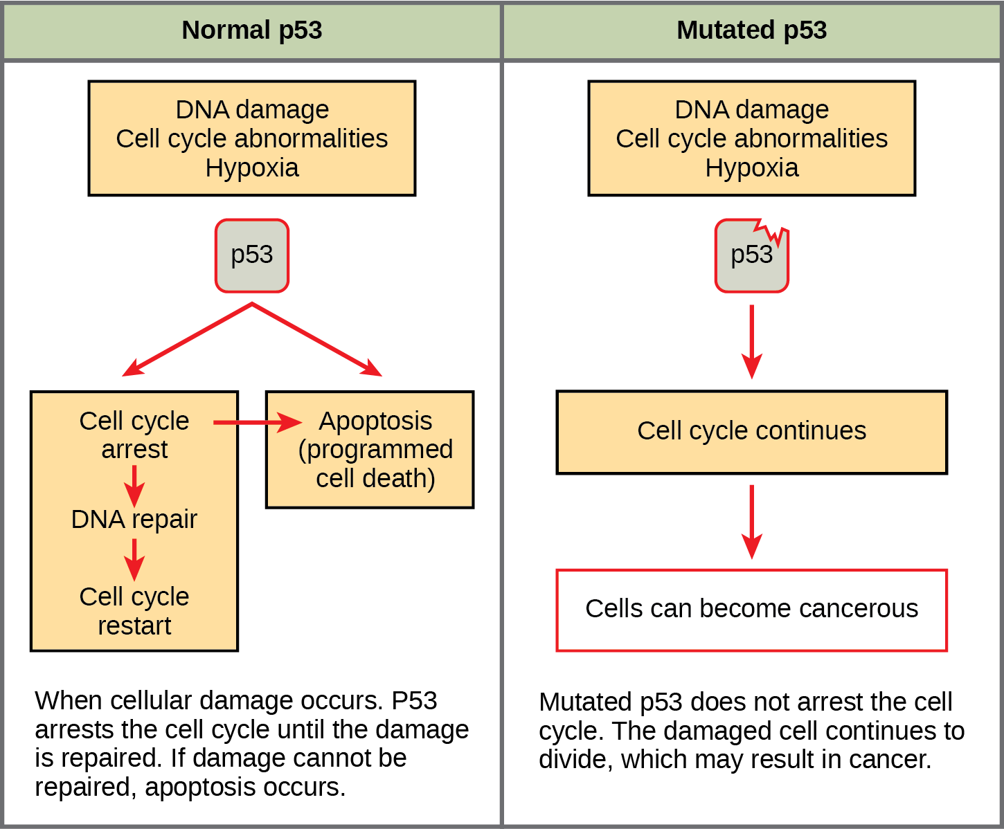 Part a: This illustration shows cell cycle regulation by normal lower case p 5 3, which arrests the cell cycle in response to D N A damage, cell cycle abnormalities, or hypoxia. Once the damage is repaired, the cell cycle restarts. If the damage cannot be repaired, apoptosis meaning programmed cell death, occurs. Part b: Mutated p 5 3 does not arrest the cell cycle in response to cellular damage. As a result, the cell cycle continues, and the cell may become cancerous.