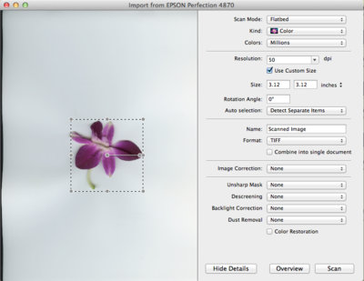 Image showing preview of a flower selected for scanning.