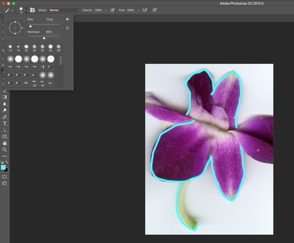 Screen capture showing brush tool settings and cyan lines painted over a scanned flower.