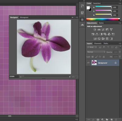 7.2 Exercise 2: A brief tour of tools and palettes in Photoshop ...