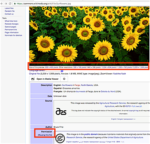 Image of Search return for "Sunflowers" on Wikimedia Commons