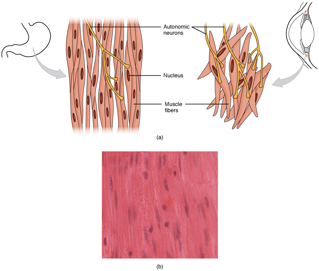 10.8 Smooth Muscle Douglas College Human Anatomy and Physiology I