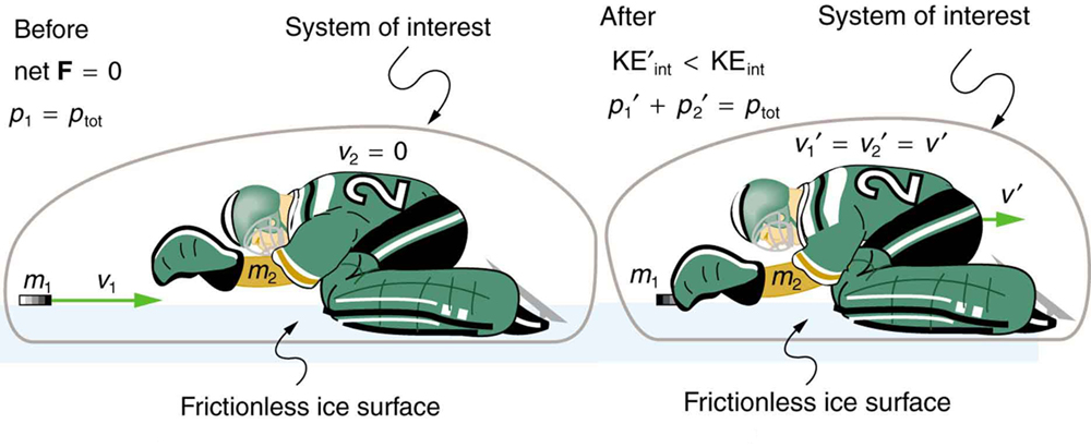 The first picture shows an ice hockey goal keeper of mass m 2 bent on his knees, turning to the left on a frictionless ice surface with zero velocity and a hockey puck of mass m 1 and velocity V 1 moving toward the right. The total momentum of the system is p 1 which is the momentum of the puck and the net force is zero. The second picture shows the goalie to catch the puck. The puck moves with velocity V 1prime and the goalie with velocity V 2 prime and their magnitudes are equal. The momentum of the puck is p 1 prime and the goalie is p 2 prime. The total momentum remains same as before collision. But the kinetic energy after collision is lesser than the kinetic energy before collision. This is true for inelastic collisions.