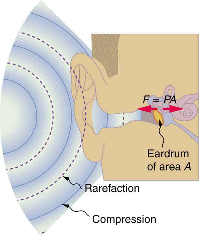 Diagram of an ear is shown with sound wave compressions and rare factions entering the ear as semicircular arcs of bold and dotted lines. The cross section of ear drum marked as A is shown to vibrate to and fro with a force F equals P times A.