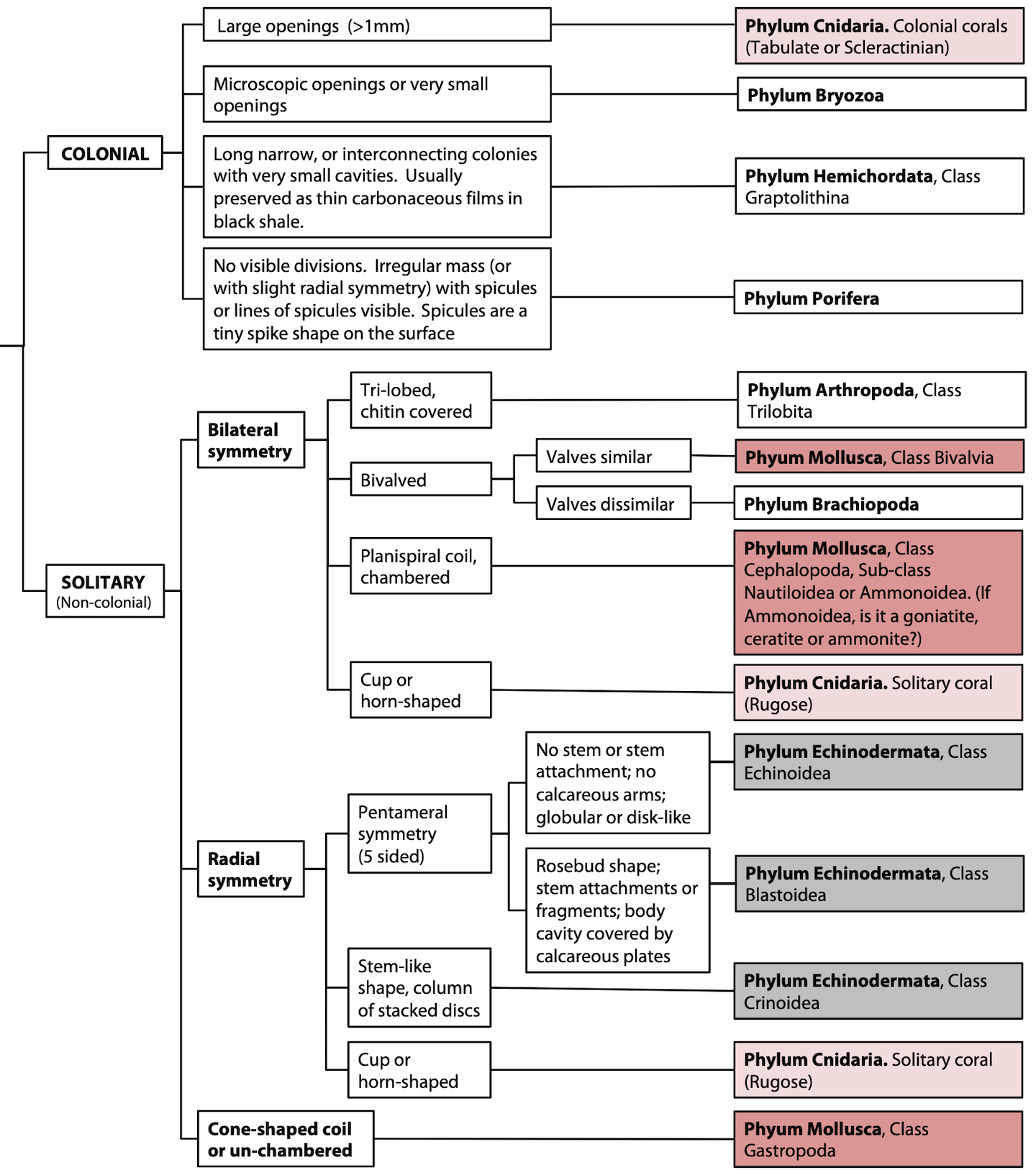 animal classification chart