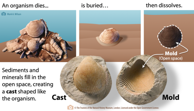 Types of Fossil Preservation – Laboratory Manual for Earth History