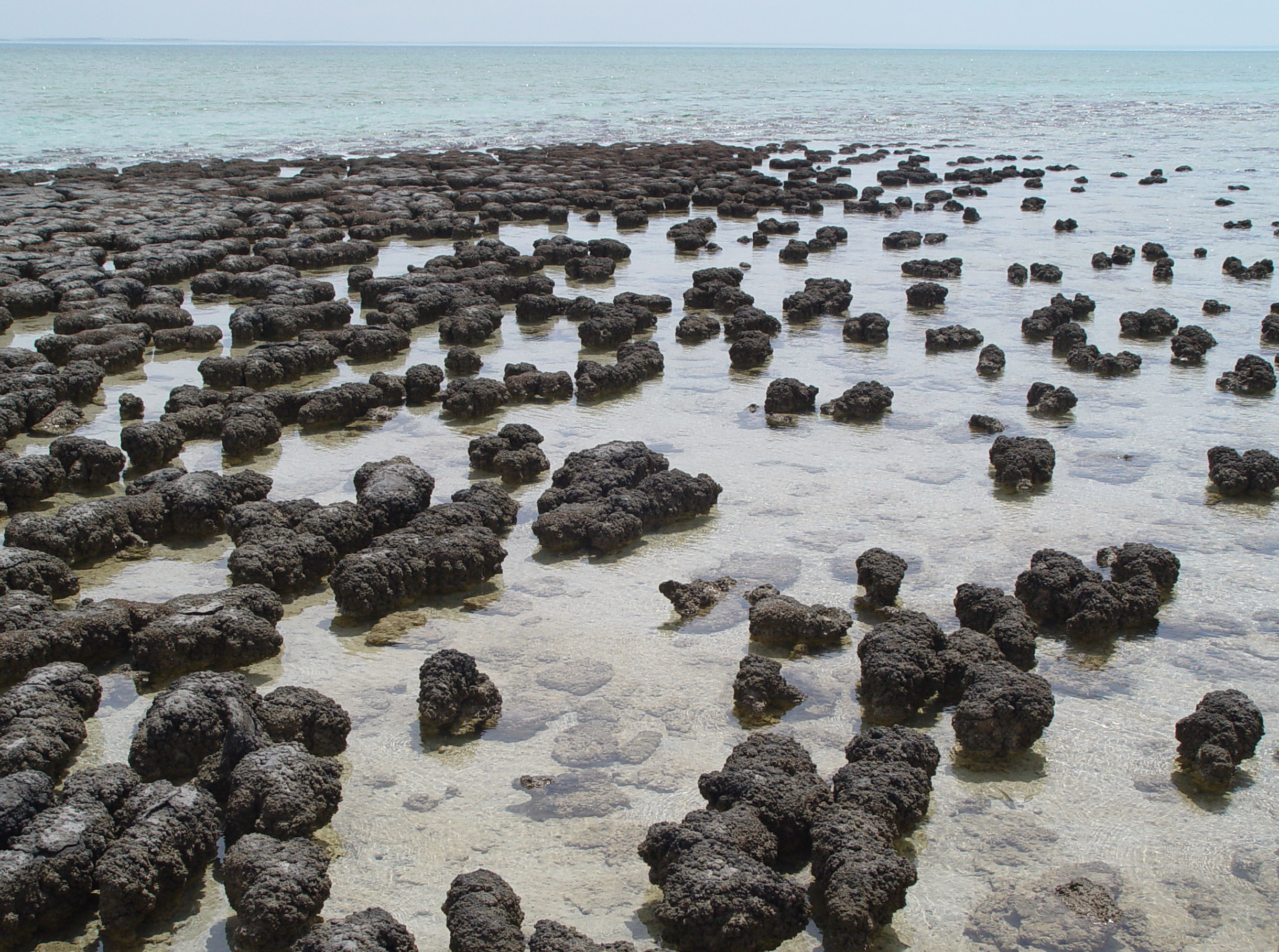 Black mounds in shallow seawater