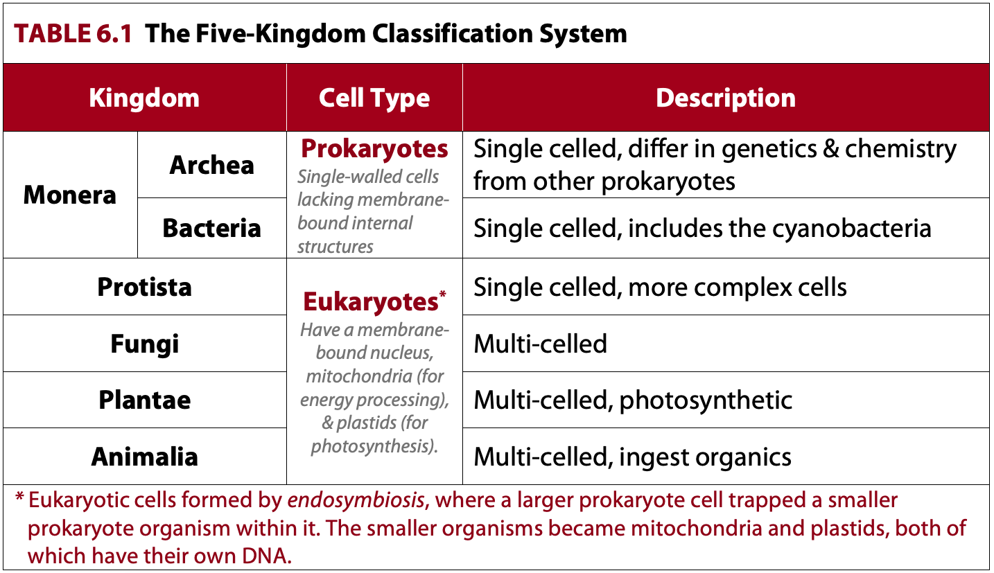 plant classification chart