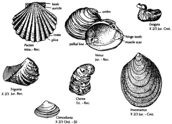 mollusca bivalvia bivalves paleozoic fossils phylum gastropods bivalve