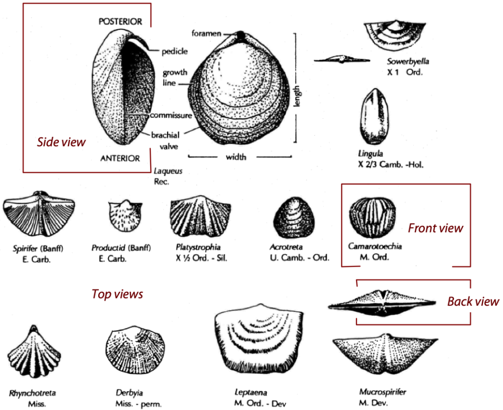 Fossils of the Paleozoic: Phylum Brachiopoda (The Brachiopods ...