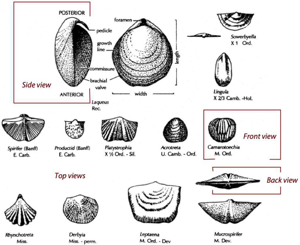 Fossils Of The Paleozoic Phylum Brachiopoda The Brachiopods Fossils Of The Paleozoic Phylum Brachiopoda The Brachiopods