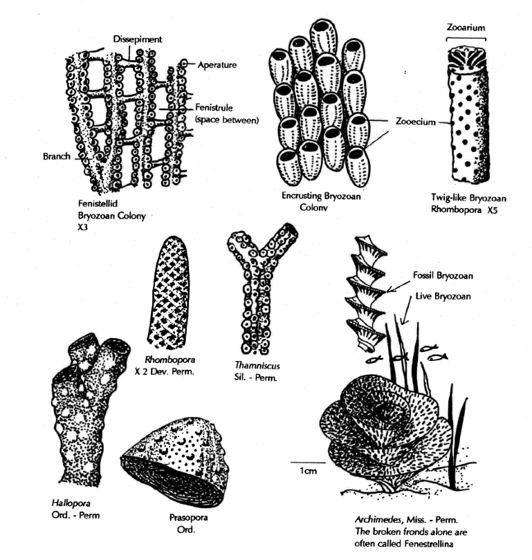 Fossils of the Paleozoic: Phylum Bryozoa (The Bryozoans) – Laboratory  Manual for Earth History