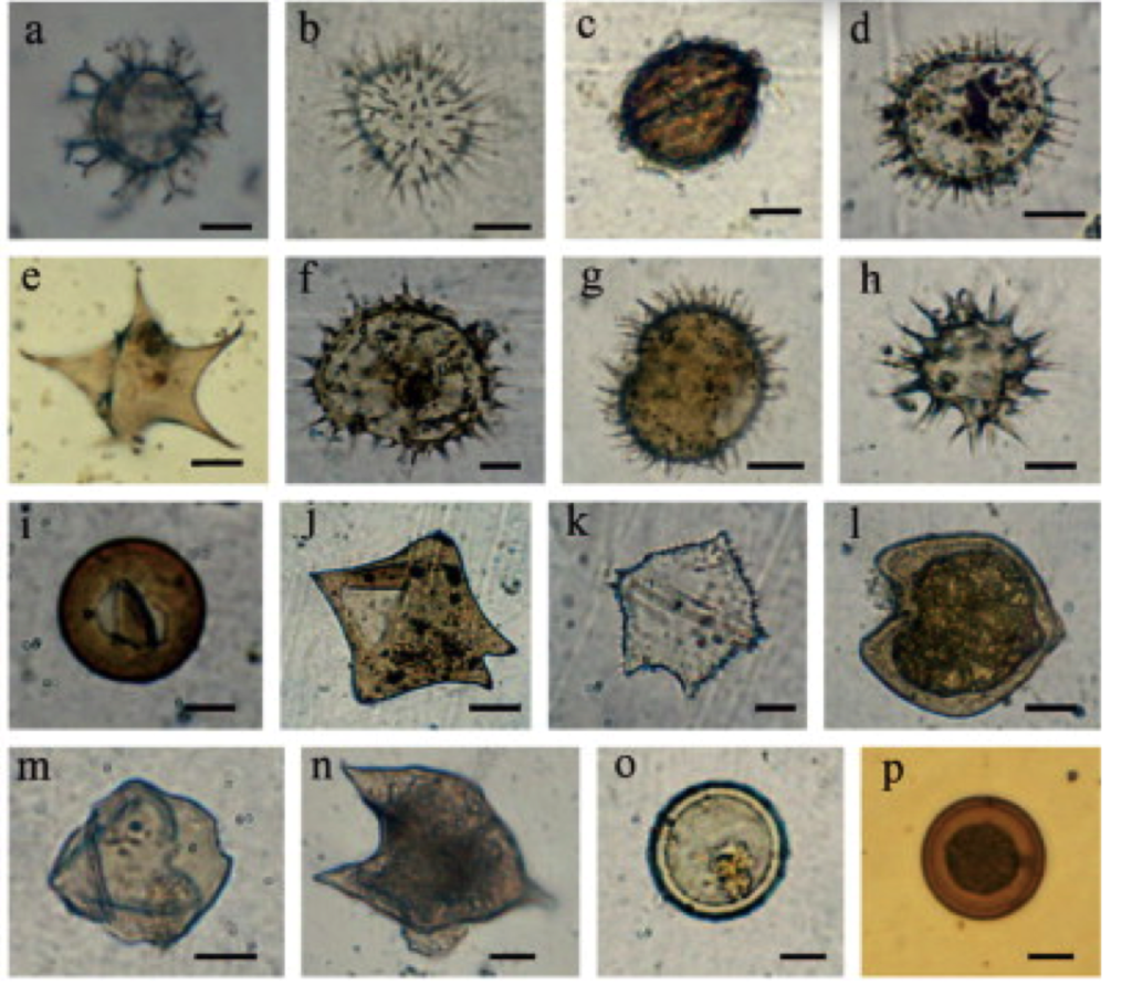 Kingdom Protista – Laboratory Manual for Earth History