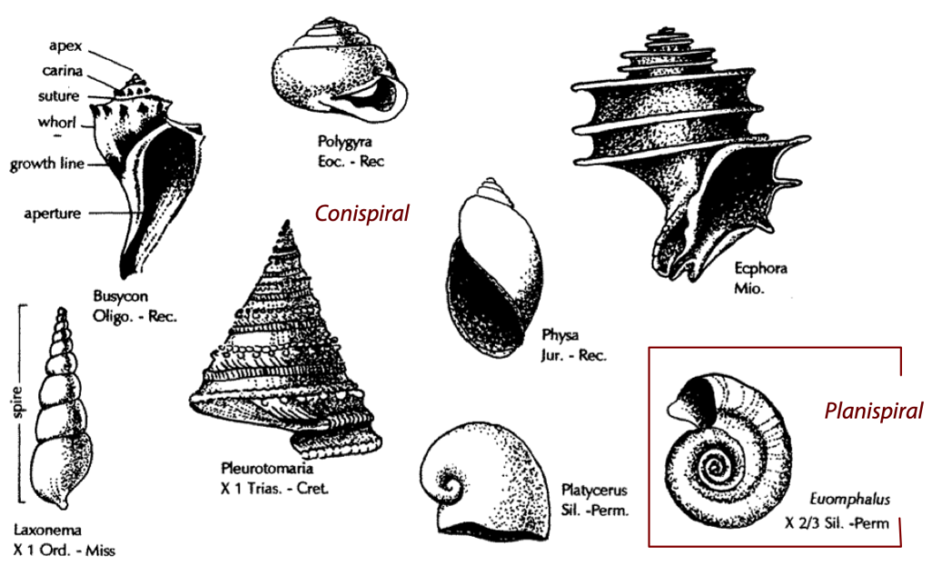 Fossils of the Paleozoic Phylum Mollusca (The Bivalves & Gastropods