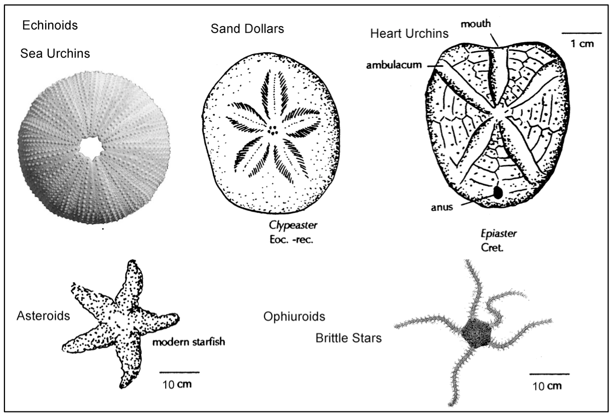 Phylum echinodermata