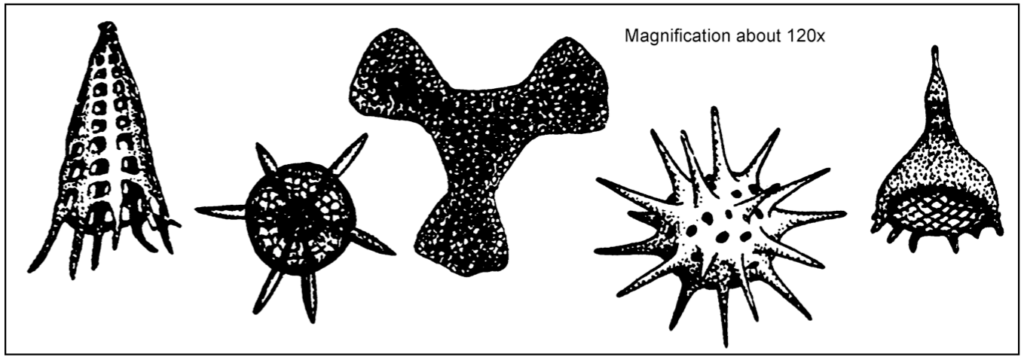 Kingdom Protista – Laboratory Manual for Earth History