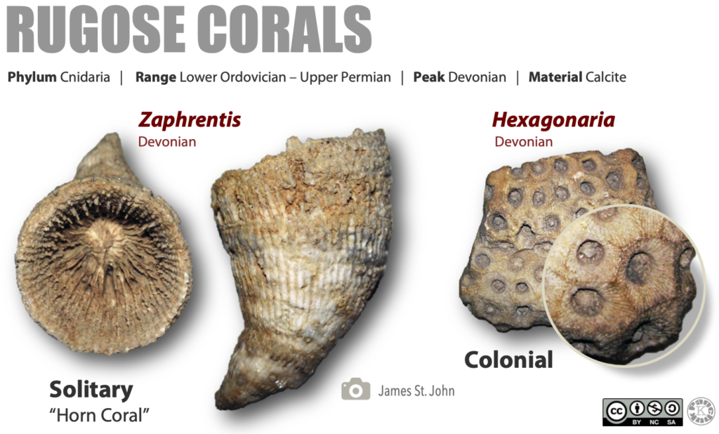 Fossils of the Paleozoic Phylum Cnidaria (The Corals) Laboratory