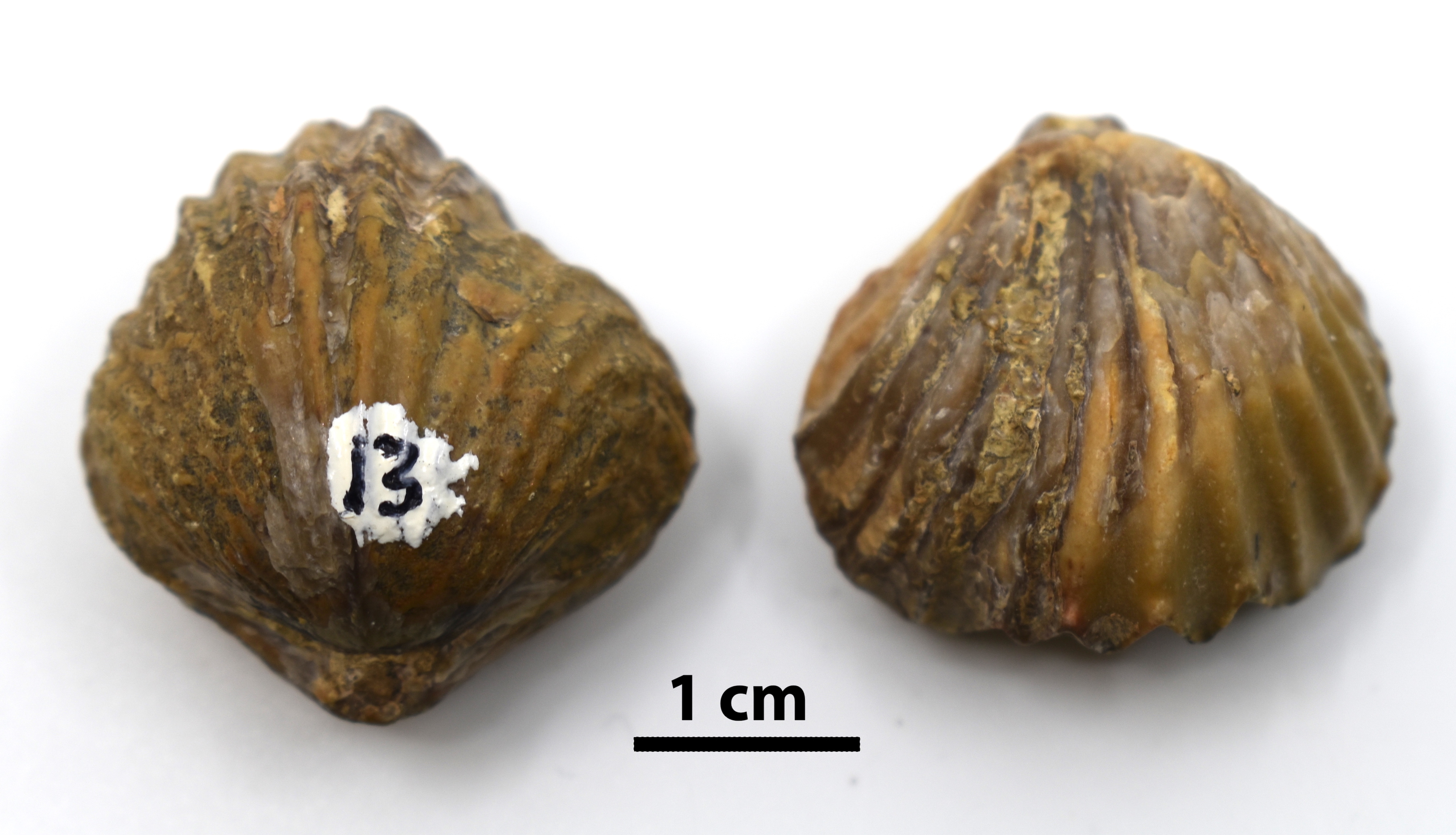 Phylum Brachiopoda Phylum Brachiopoda