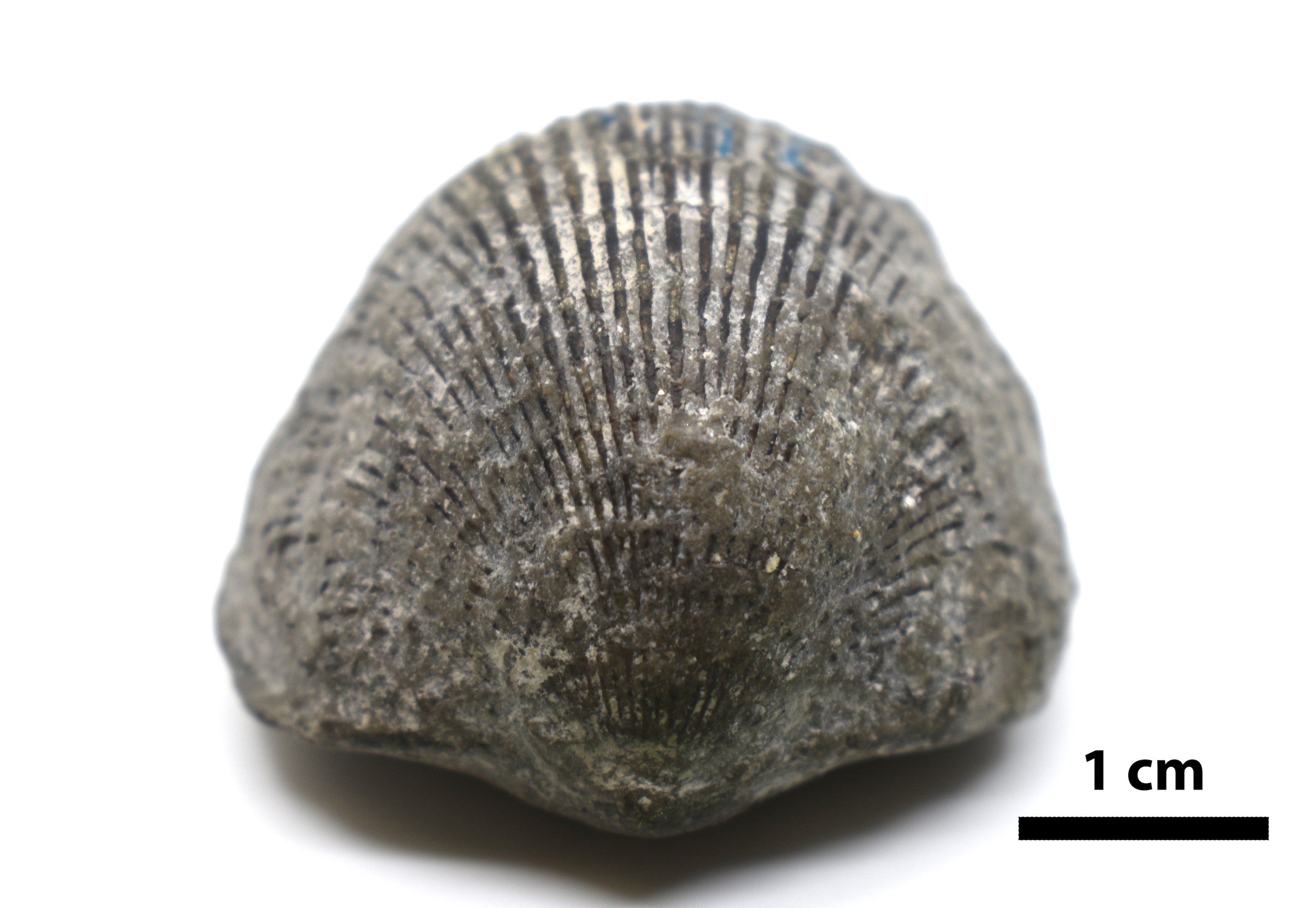 Brachiopods Fossils Brachiopods Fossils