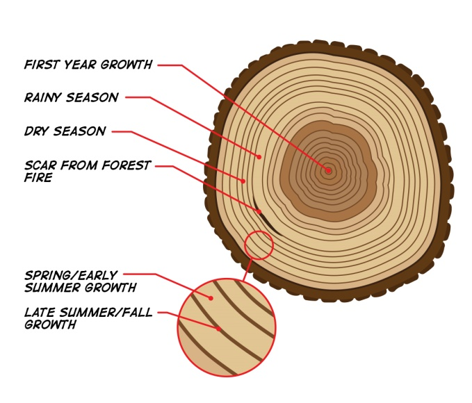 Tree rings showing growth, dry seasons, wet seasons and fire scars.