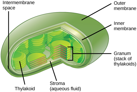 This illustration shows a chloroplast, which has an outer membrane and an inner membrane. The space between the outer and inner membranes is called the intermembrane space. Inside the inner membrane are flat, pancake-like structures called thylakoids. The thylakoids form stacks called grana. The liquid inside the inner membrane is called the stroma, and the space inside the thylakoid is called the thylakoid space.