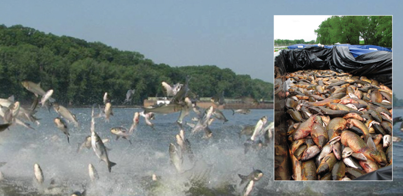 Large photo shows many big fish jumping out of the water, and inset photo shows a portion of a boat filled with dead fish.