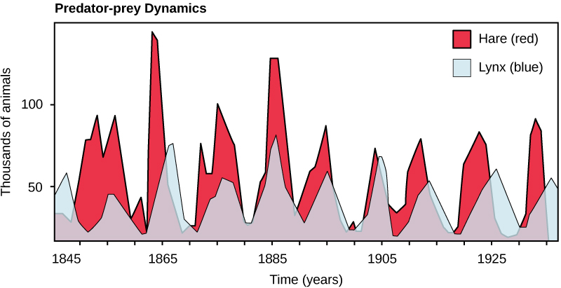 Graph plots number of animals in thousands versus time in years. The number of hares fluctuates between 10,000 at the low points and 75,000 to 150,000 at the high points. There are typically fewer lynxes than hares, but the trend in number of lynxes follows that of number of hares.